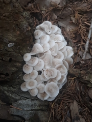 Clitocybula abundans