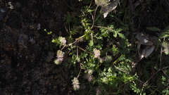 Phacelia cryptantha