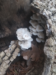 Clitocybula abundans