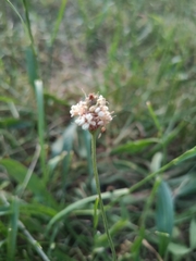 Plantago lanceolata