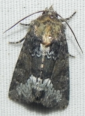 Oligia strigilis