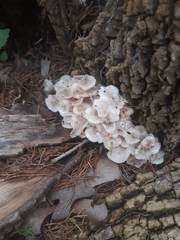 Clitocybula abundans