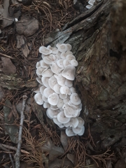 Clitocybula abundans