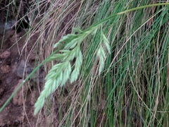 Festuca petraea