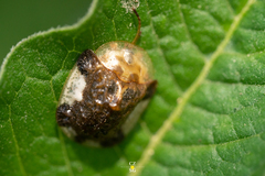 Helocassis testudinaria