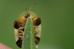 Helocassis testudinaria