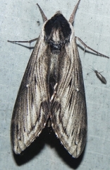 Sphinx poecila