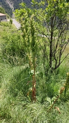 Rumex patientia