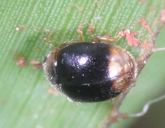 Diomus terminatus