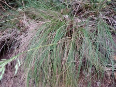 Festuca petraea