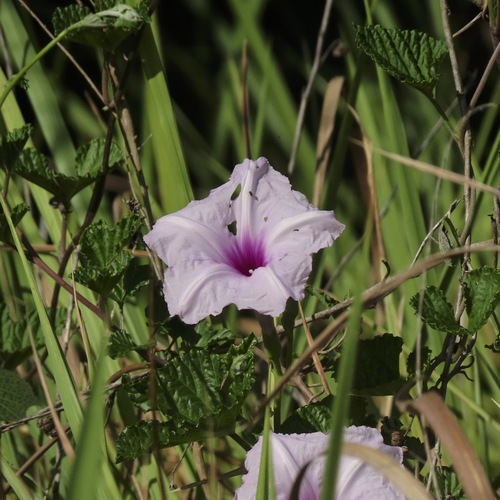 Ipomoea macrorhiza Michx.