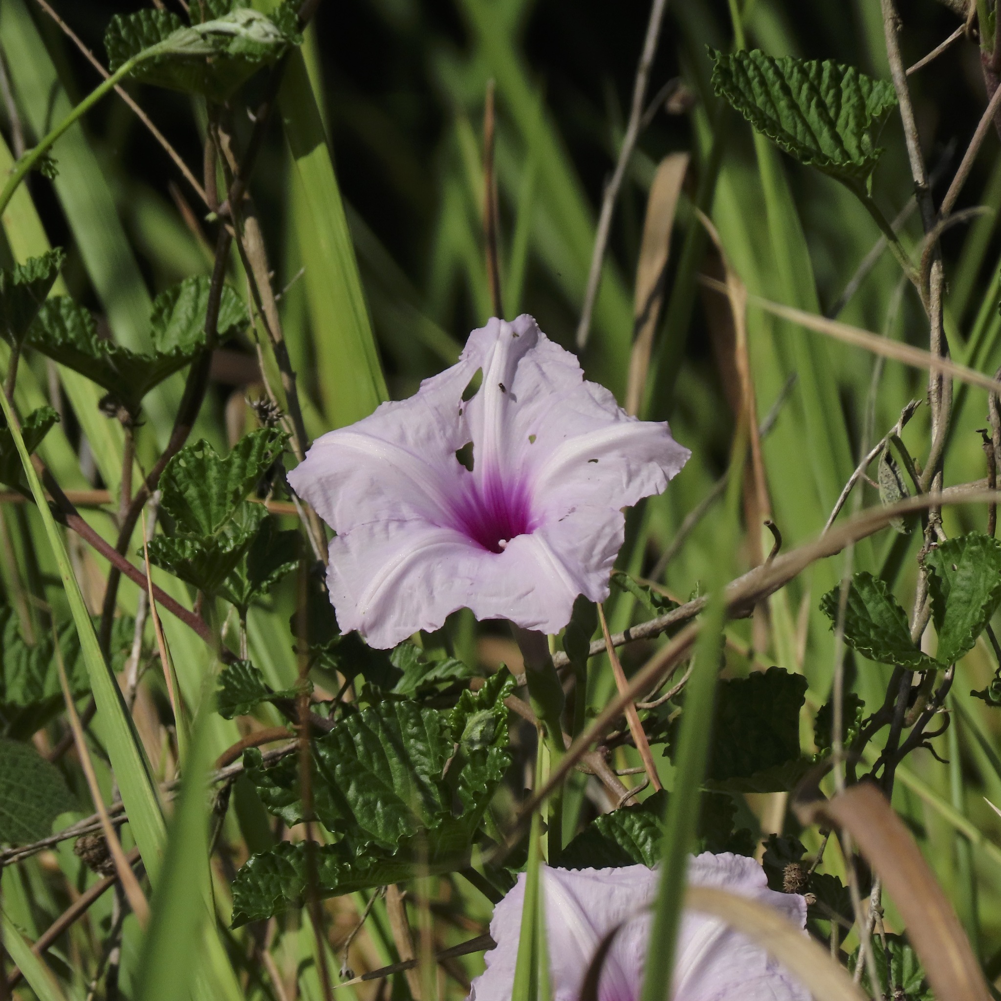 Ipomoea macrorhiza