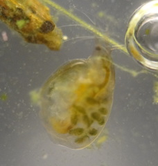 Simocephalus