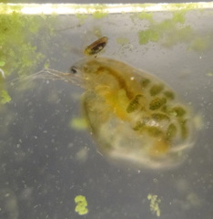 Simocephalus