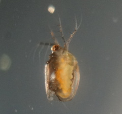 Scapholeberis kingi
