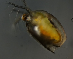 Scapholeberis kingi