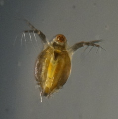 Scapholeberis kingi