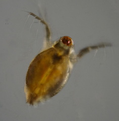 Scapholeberis kingi
