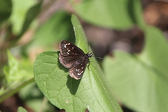 Pholisora mejicanus
