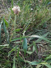 Plantago lanceolata