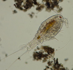 Cyclopidae