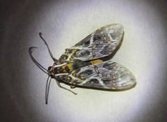 Phaegoptera histrionica