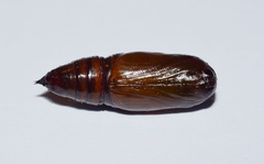 Ascotis reciprocaria