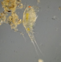 Cyclopidae