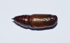 Ascotis reciprocaria