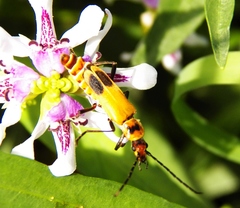 Chauliognathus discus discus