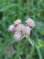 Antennaria dioica