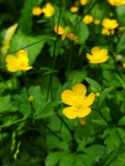 Ranunculus repens