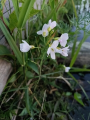 Cardamine pratensis