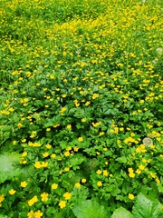 Ranunculus repens