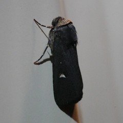 Proteuxoa cinereicollis