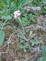 Antennaria dioica