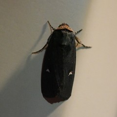 Proteuxoa cinereicollis