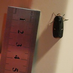 Proteuxoa cinereicollis