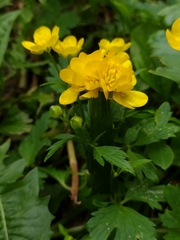 Ranunculus repens