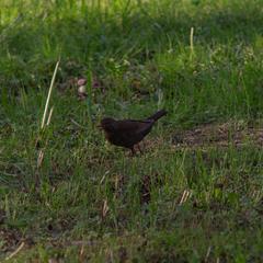 Turdus merula