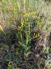 Crepis micrantha