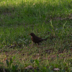 Turdus merula