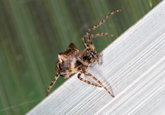 Gibbaranea bituberculata