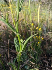 Crepis micrantha