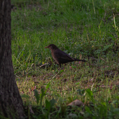 Turdus merula