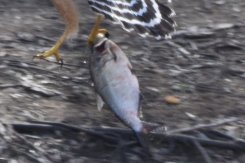 American Gizzard Shad, Colleyville, TX 76034, USA, photo 6 of 10