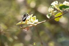 Copestylum mexicanum