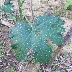 Cnidoscolus maculatus