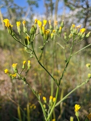 Crepis micrantha