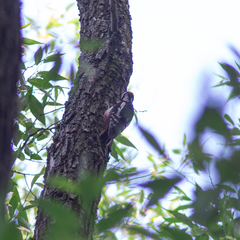 Dendrocopos major